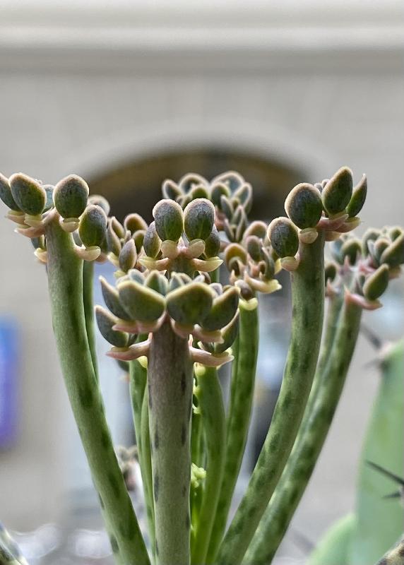 Kalanchoe Beauverdii.jpeg